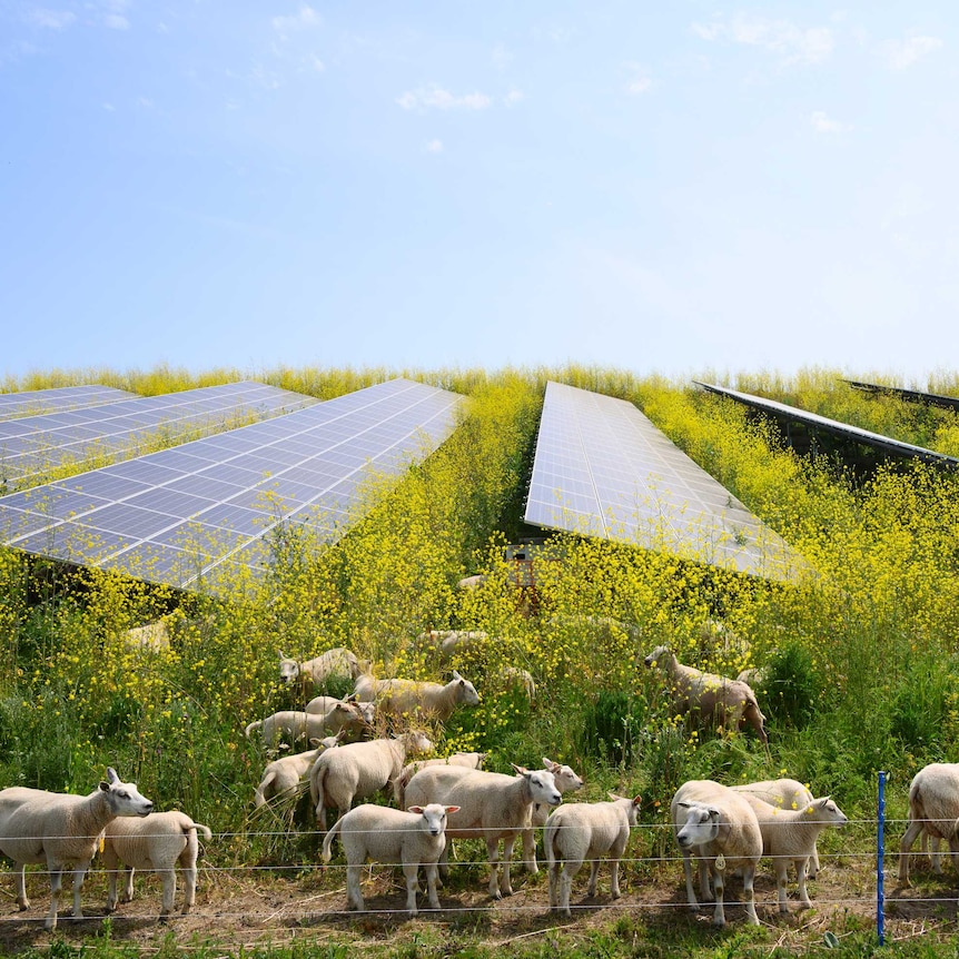 Sheep in a paddock of a crop with yellow flowers with large solar cells embedded in it
