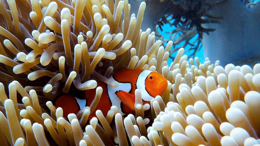 A close-up of bleached reef in ocean as a clown fish swims past. 