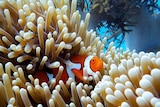A close-up of bleached reef in ocean as a clown fish swims past. 
