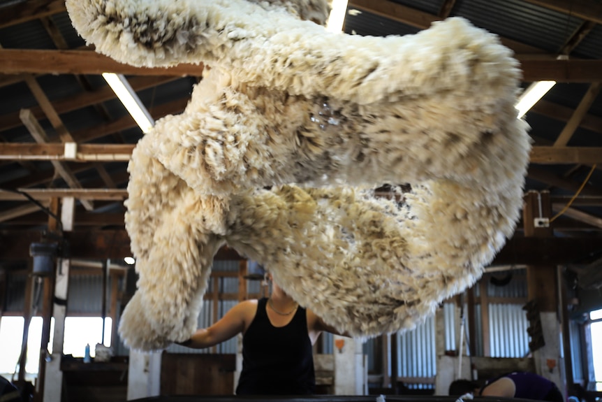 A fleece being thrown in the air.