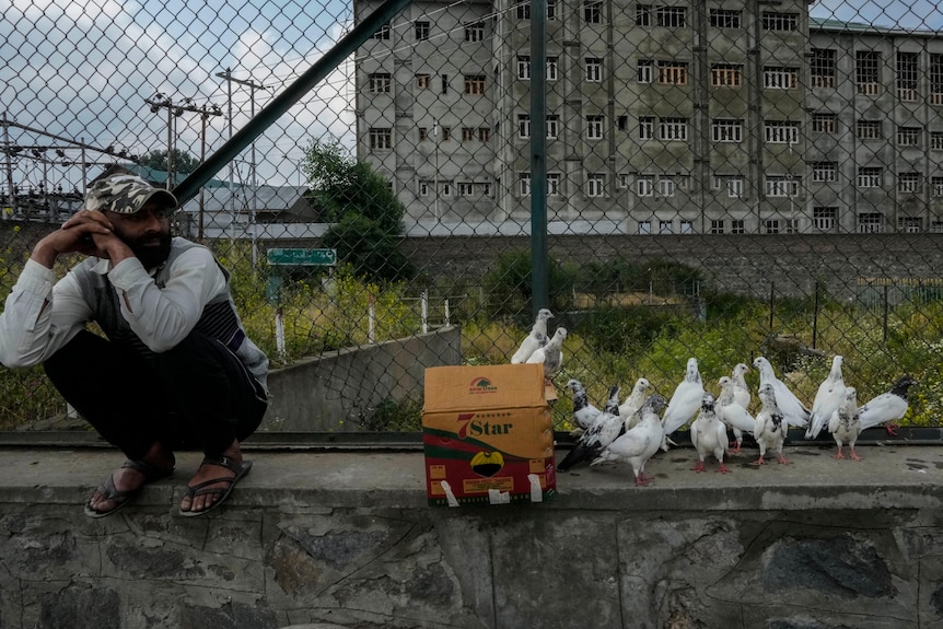 A man crouching next to a box and a group of pigeons in front of a cage fence. 