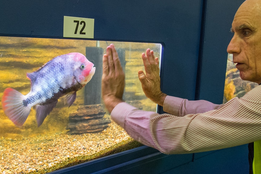 Head steward Steve Baines looks at one of the fish entered in the Ekka competition.