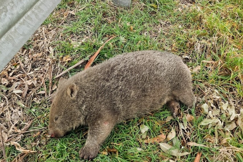 Dead wombat on the side of the road