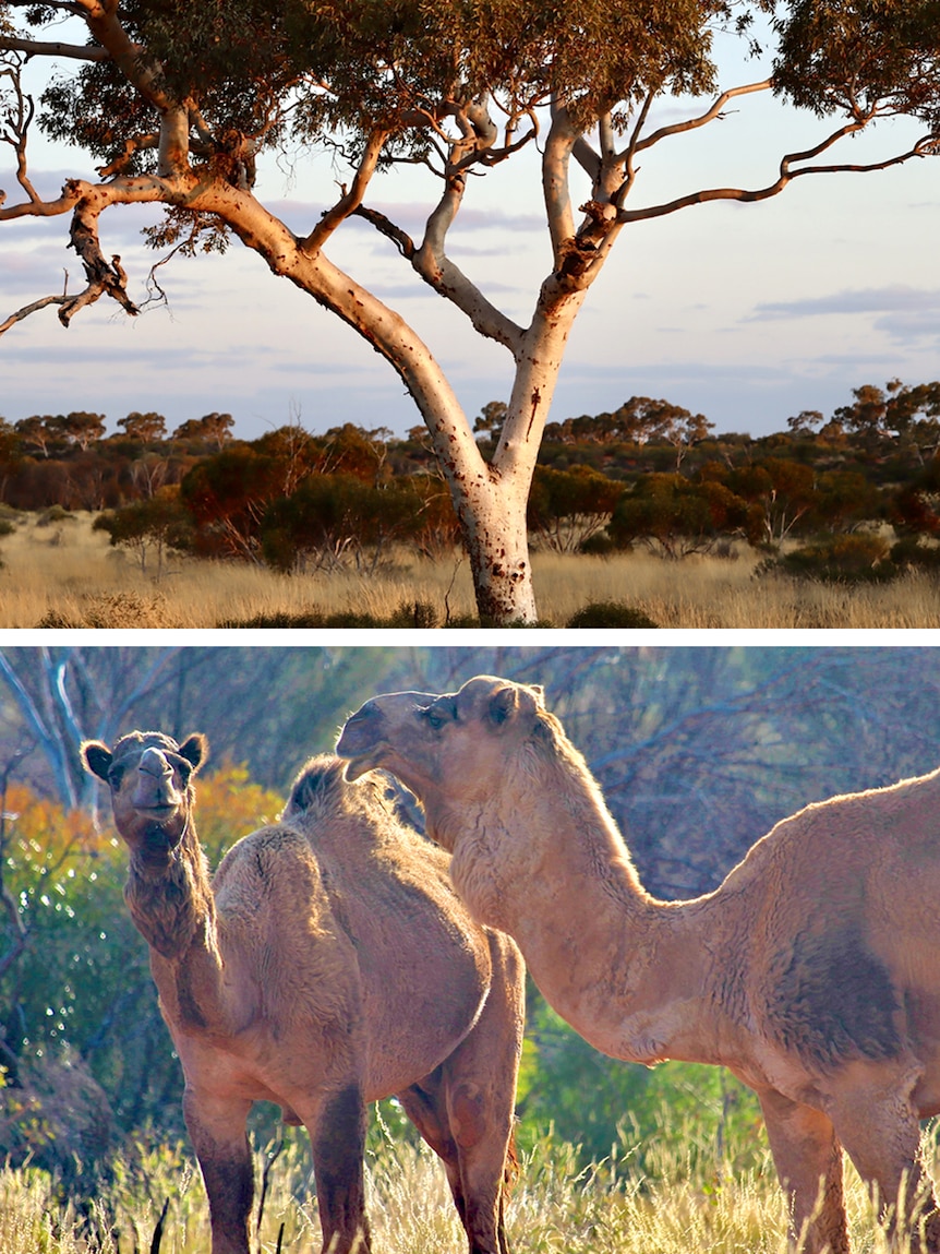 The top picture is of a gum tree, the bottom picture is of two camels