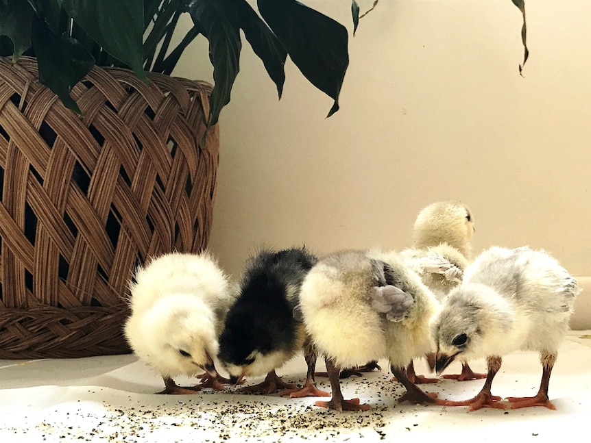 Chicks eating the hemp feed