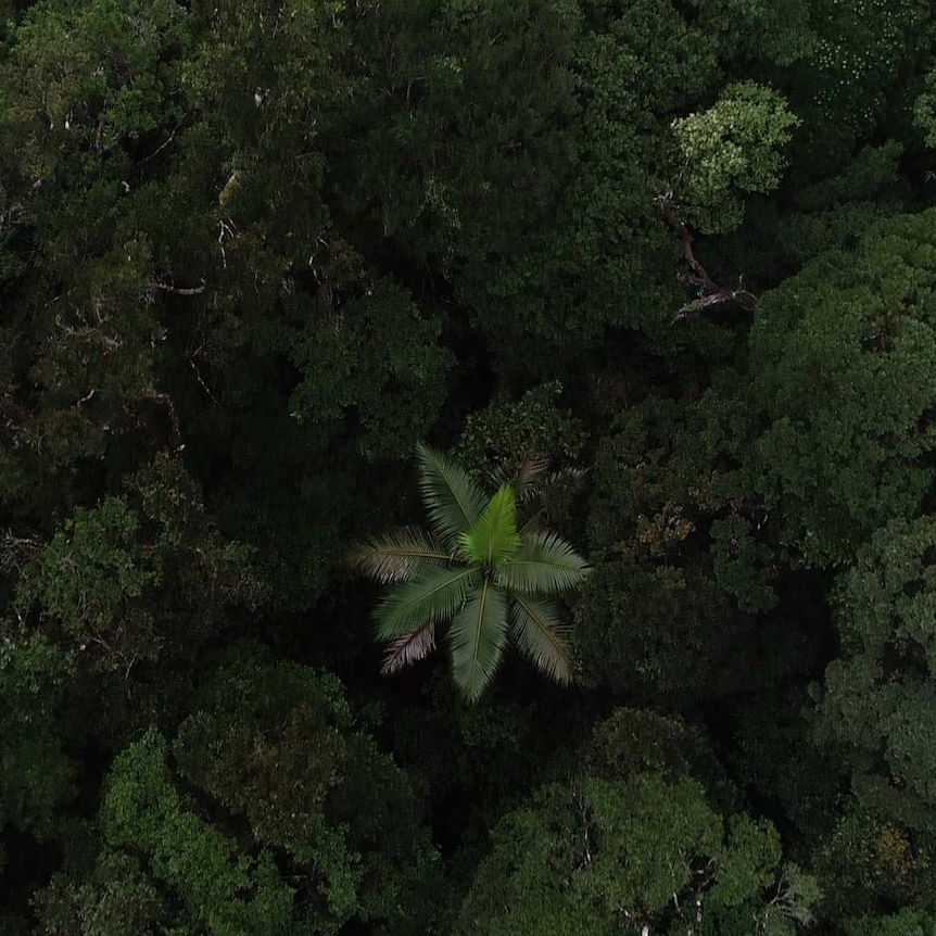 The rain forest as seen from directly above