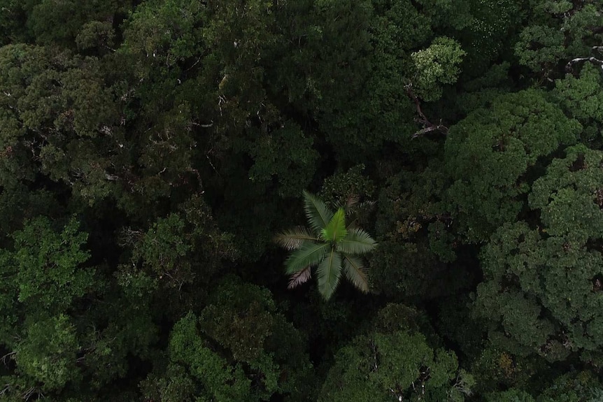 The rain forest as seen from directly above
