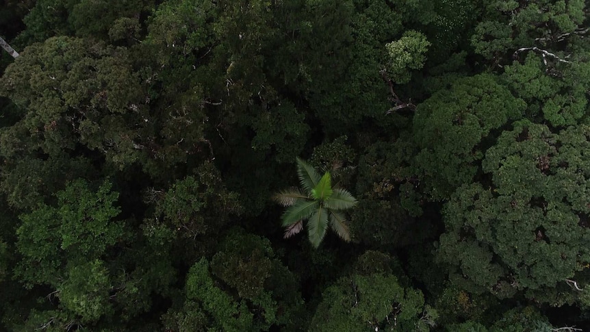 The rain forest as seen from directly above