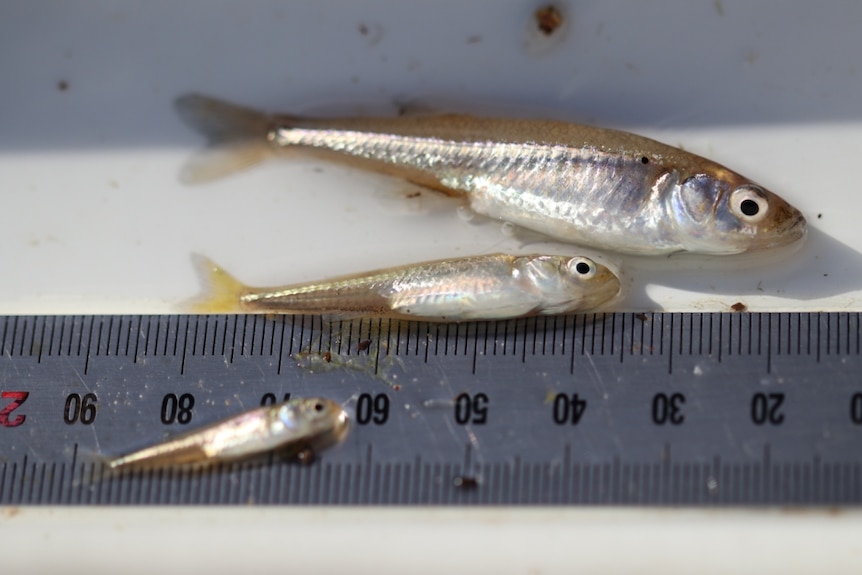 Three small fish laying on top of a steel ruler.