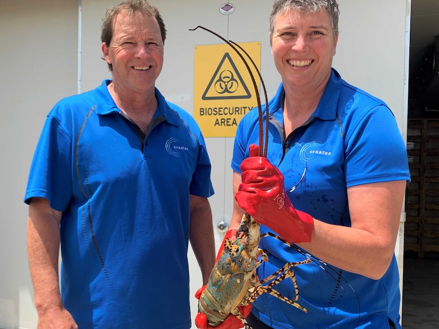 Two fish farm staff smile while holding a lobster by a cool-room door marked 'biosecurity area'.