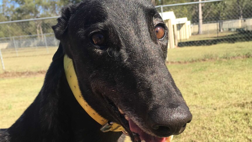Headshot of a black greyhound in a yard that is up for adoption.