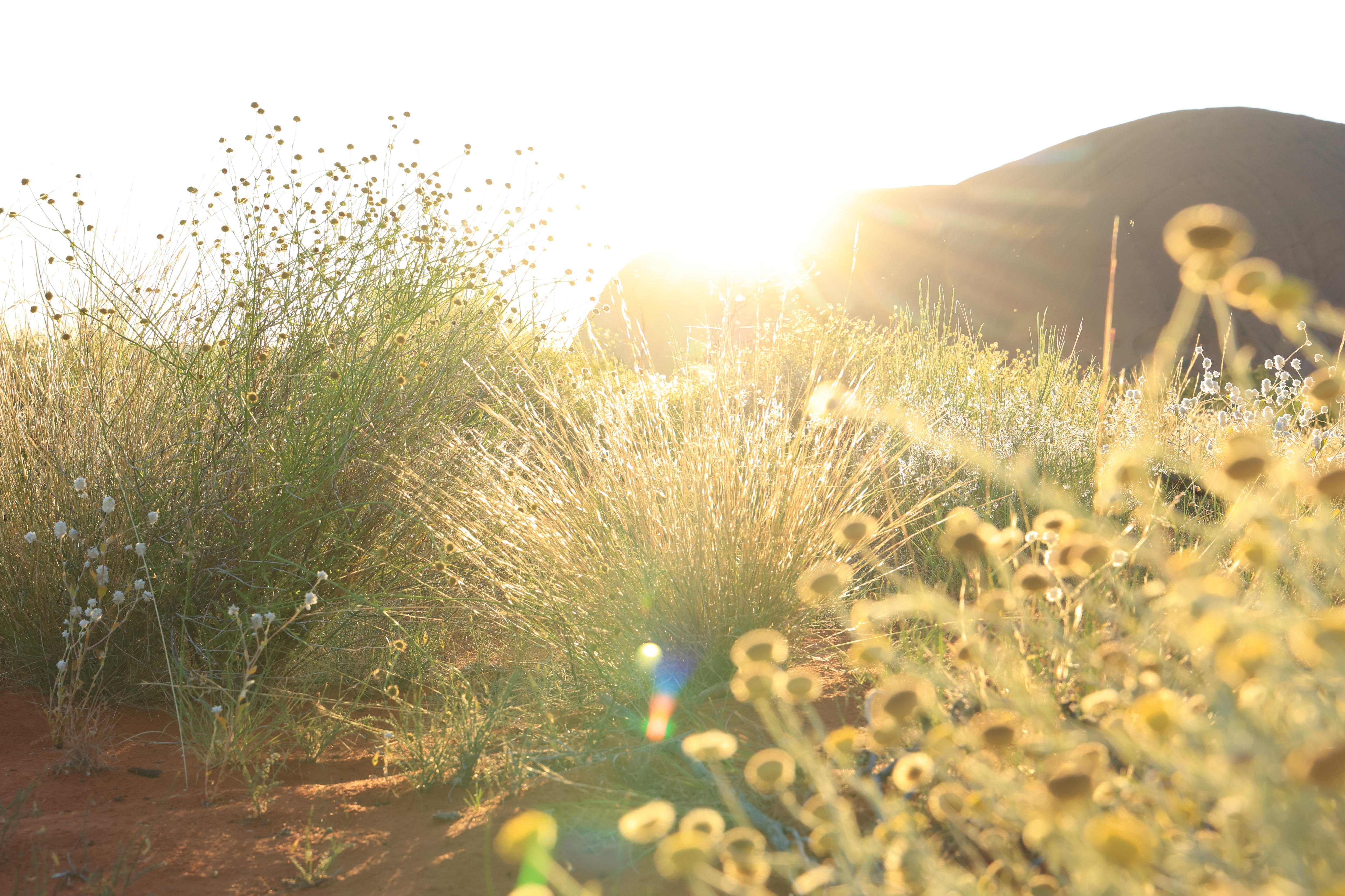 Dry buffel grass grows in the foreground while Uluru rises behind.