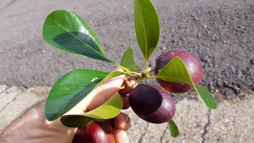 A hand holds a small branch with leaves and fruit