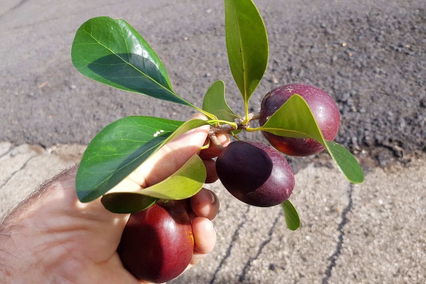 A hand holds a small branch with leaves and fruit