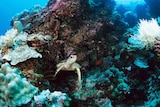 An image of a turtle and some corals in the Pacific nation of Palau.