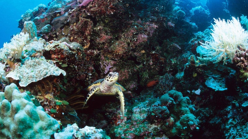 An image of a turtle and some corals in the Pacific nation of Palau.