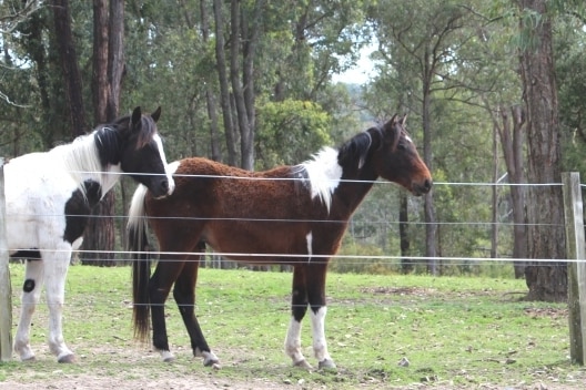 Brumbies from the Oxley Wild Rivers National Park.
