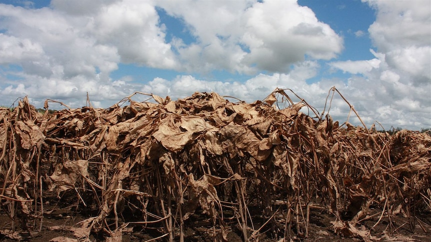 A dead soybean crop near Coraki in the Richmond Valley.