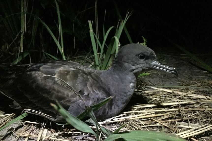 Wedge-tailed shearwater sitting on Broughton Island.