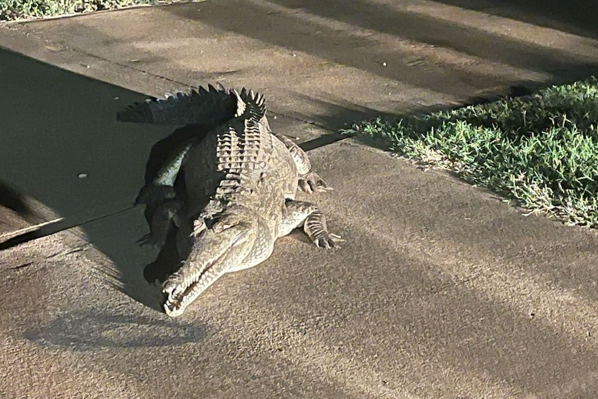 A large crocodile sitting on a footpath. 