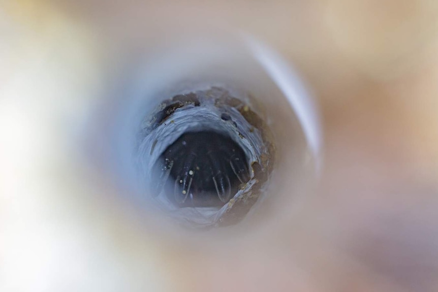 Trapdoor spider in burrow