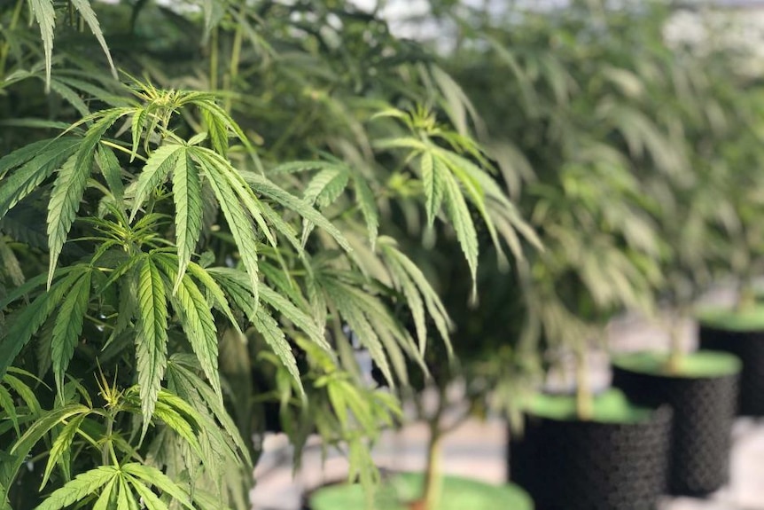 A neat row of healthy marijuana plants in pots.
