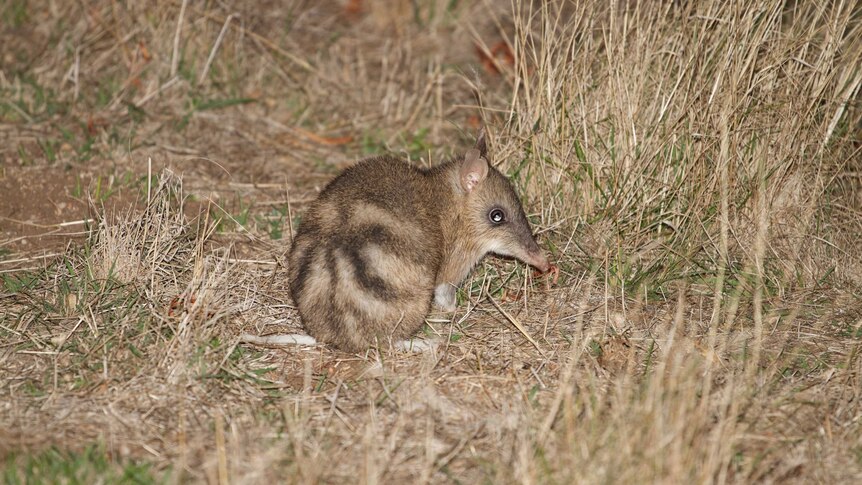 Eastern barred bandicoot sitting in dry grass