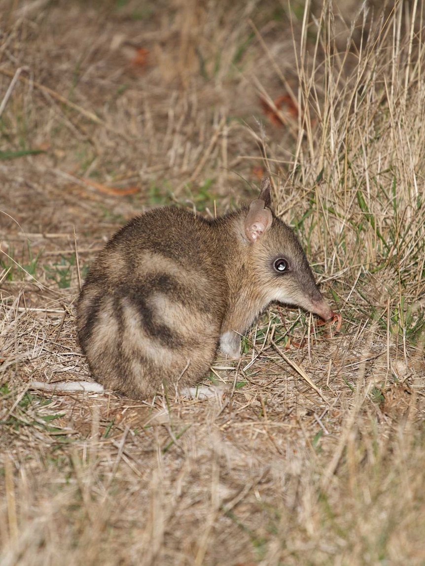 Eastern barred bandicoot sitting in dry grass