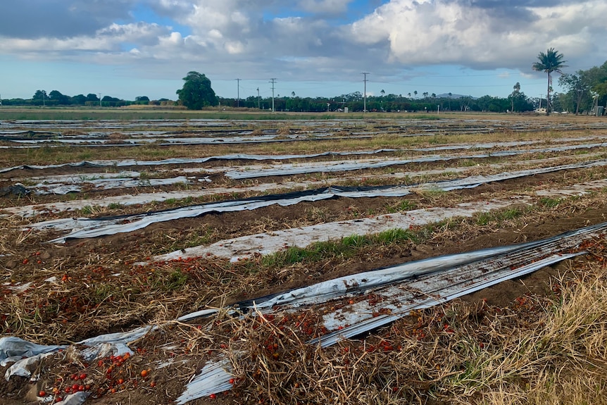 Plastic mulch in a cleared tomato paddock.