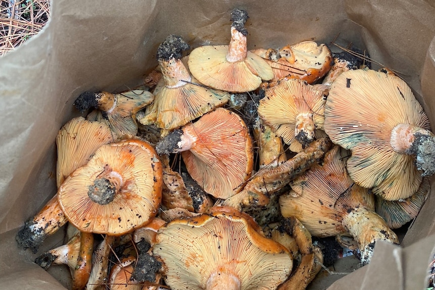 A large pile of brown-orange mushrooms with dirt-caked stems in a paper bag