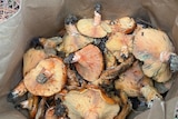 Mushrooms foraged by Zoe in a bag