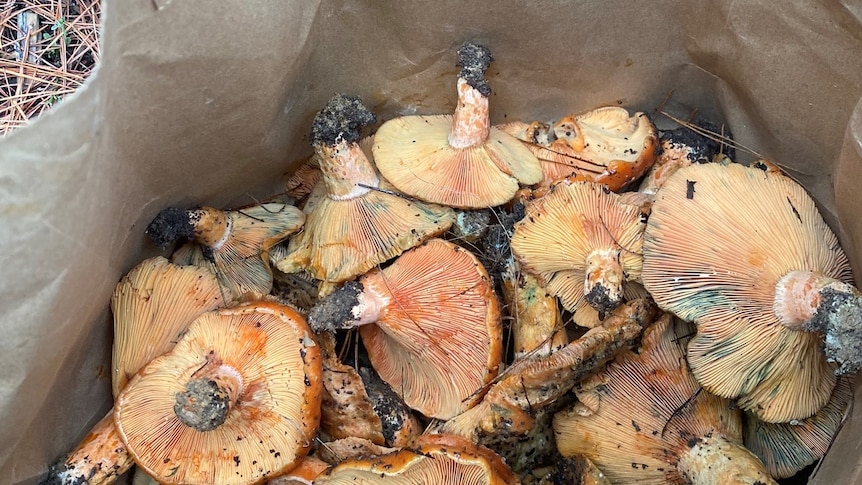 Mushrooms foraged by Zoe in a bag