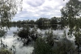 The Murray River in flood