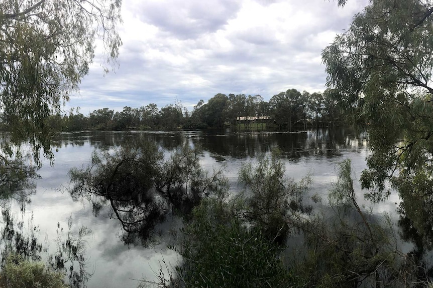 The high Murray River at the Mildura Homestead.