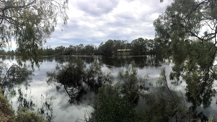 The high Murray River at the Mildura Homestead.