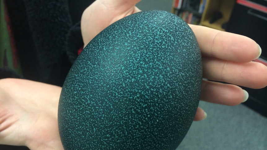 A green emu egg from the Riverland.