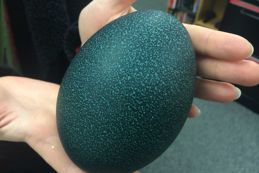 A green emu egg from the Riverland.