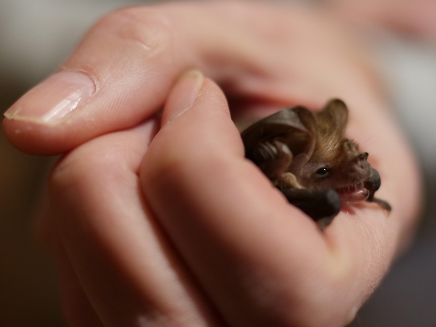A tiny bat looking relaxed while being held by a woman's hand.