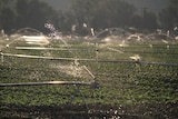 A paddock of vegetables being watered with sprinklers 