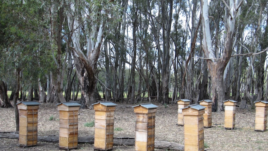 tall timber beehives stand amongst a forest of red gum trees