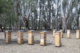 tall timber beehives stand amongst a forest of red gum trees