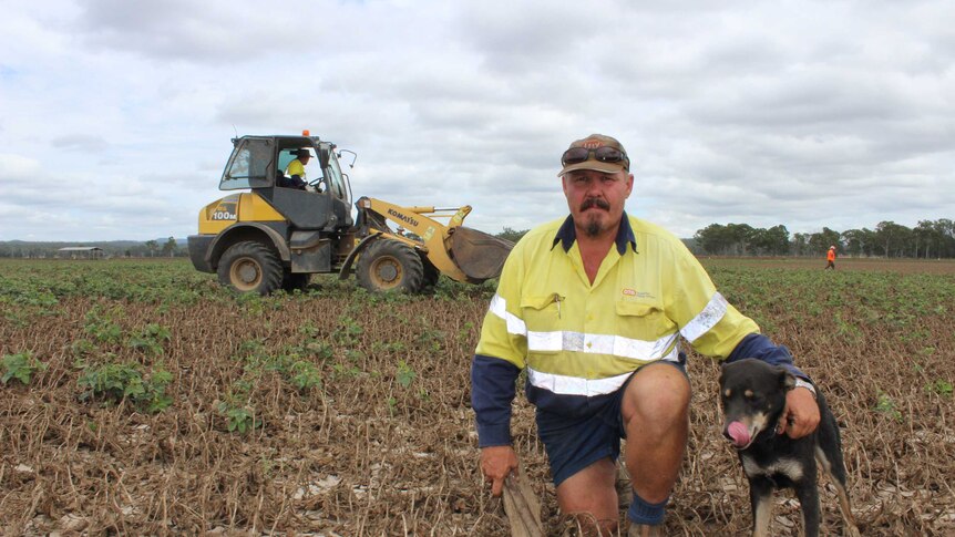 Farmer Jason Larsen kneels with his dog in his flood-ravaged mungbean crop, with tractor and BlazeAid workers in background.