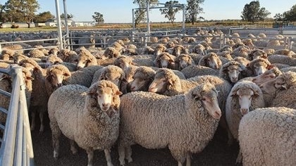 University of Queensland sheep
