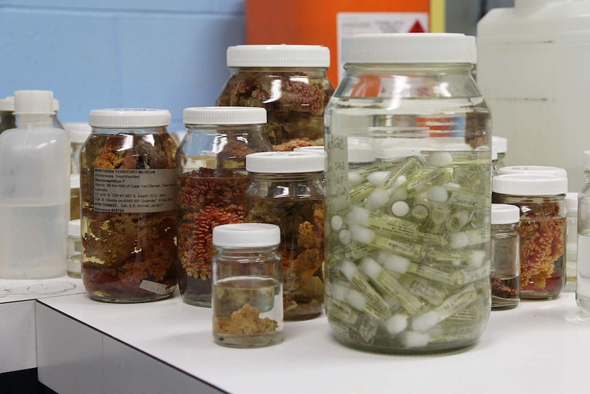 A collection of jars containing marine life samples atop an office desk.