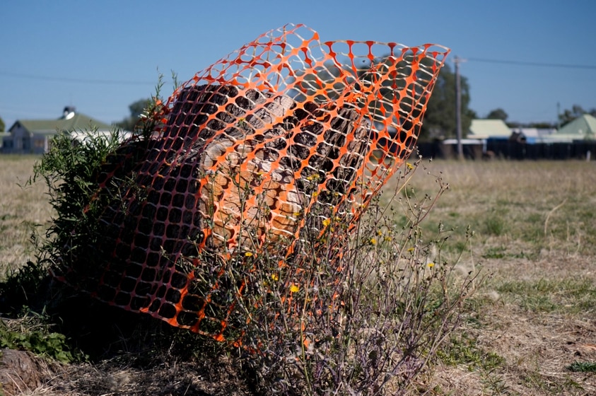 A dead tree wrapped in orange plastic.