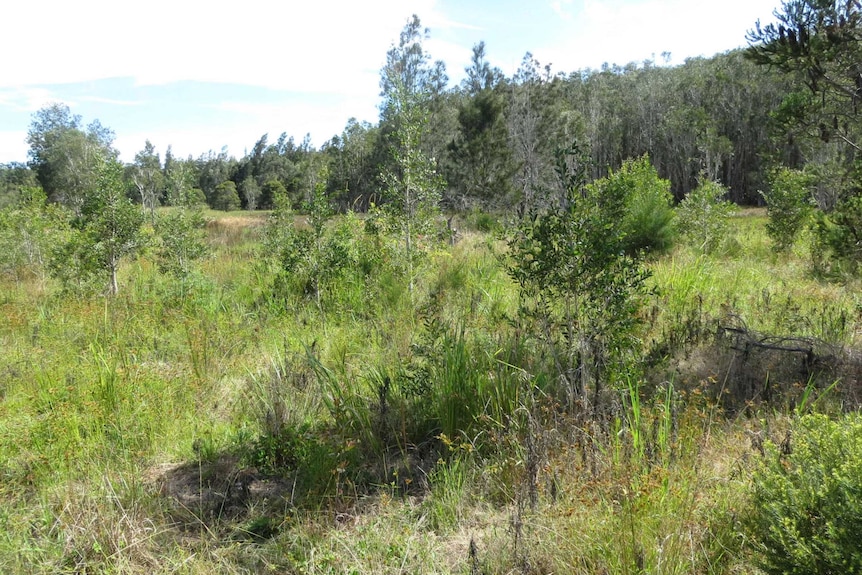 Cowards' Wetland, Woodburn NSW