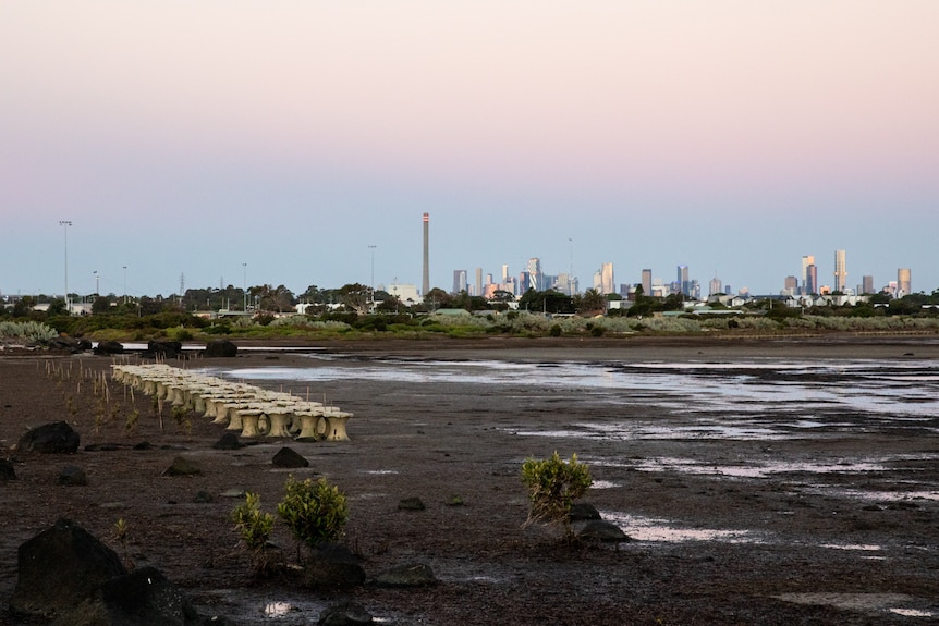 A landscape image shows mangrove mudflats at low tide at dusk, with the Melbourne CBD on the horizon.