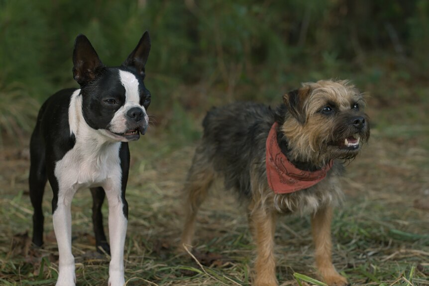 Two dogs. A Border Terrier on the right and a Boston Terrier