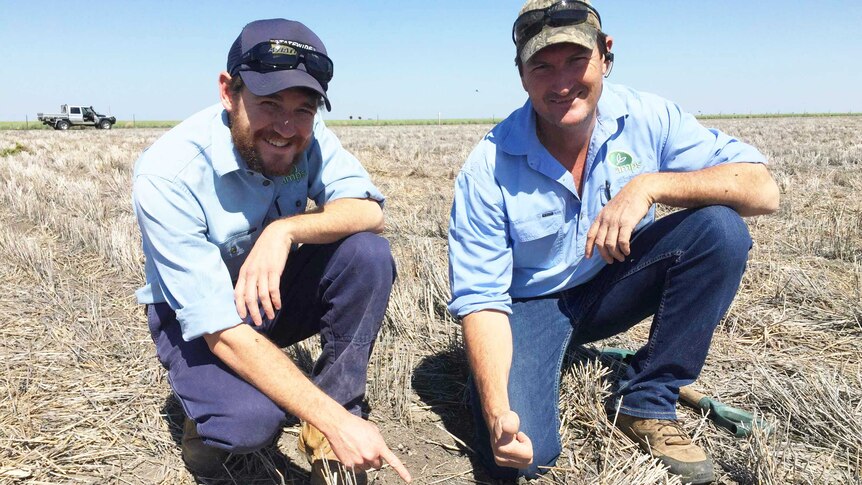 Agronomists Caleb Torrence and Tony Lockrey kneel in blue shirts in a paddock, pointing at a small green sunflower shoot.