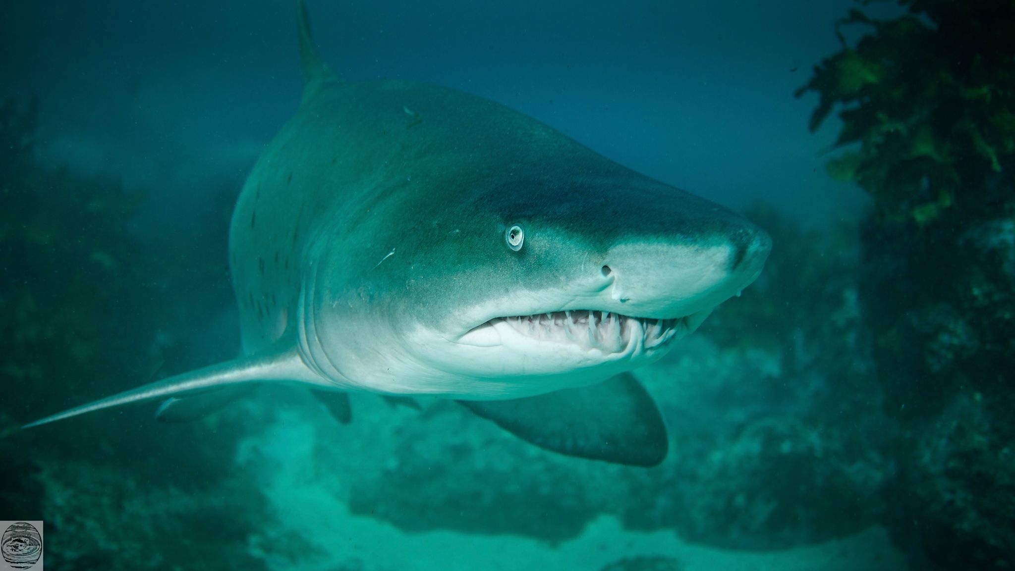 Grey nurse sharks 'thriving' at popular dive site but more research